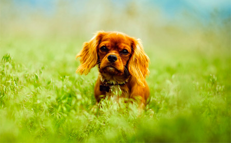 Chien dans les champs